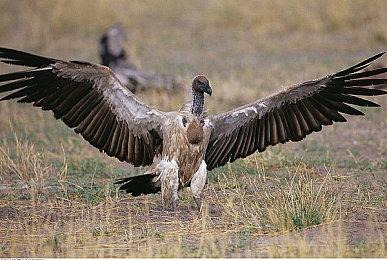 虚幻5.2引擎热带雨林技术演示推出 效果出色